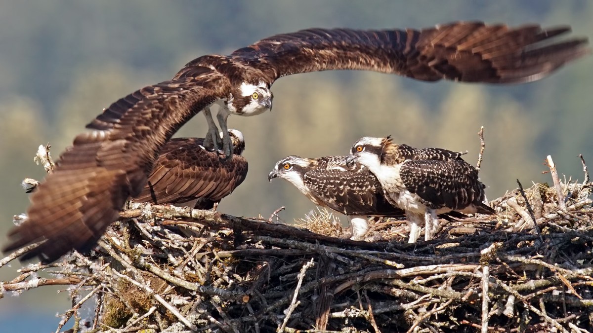 Osprey Family